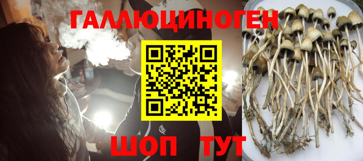 Галлюциногенные грибы Psilocybe Темрюк